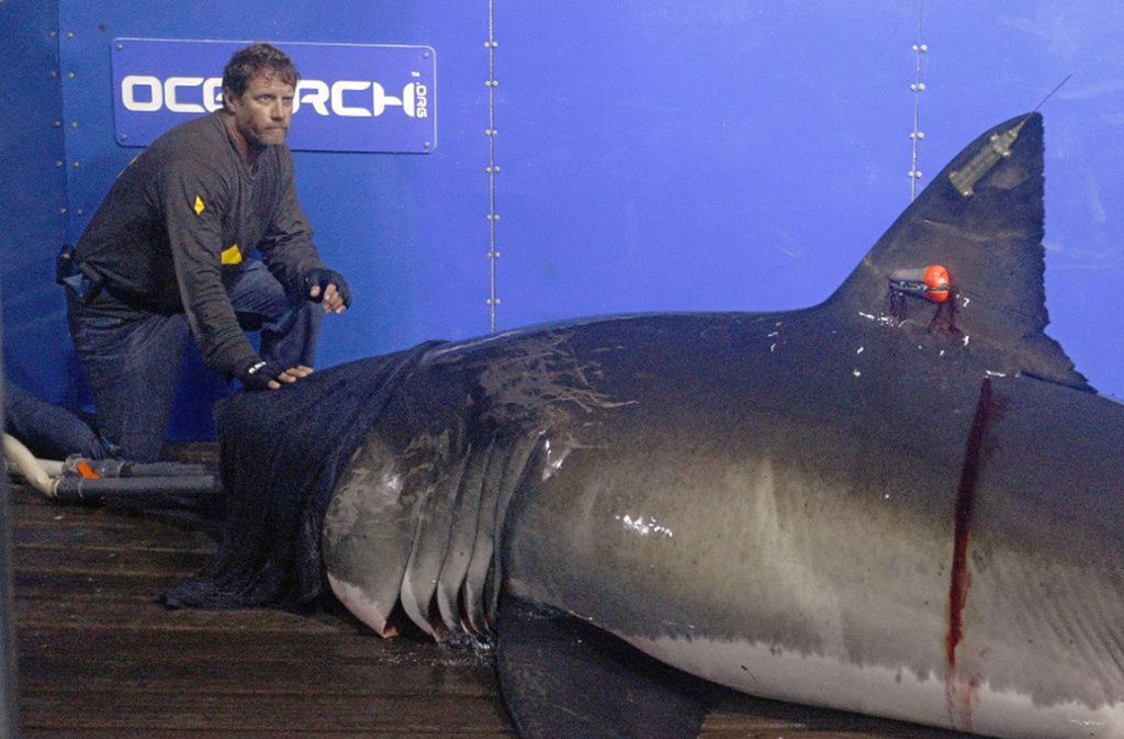 Ganz oben auf der Roten Liste der vom Aussterben bedrohten Fische stehen der Tigerhai, der Hammerhai und Weiße Hai, den Steven Spielberg in seinem Kultfilm „Jaws“ zum Inbegriff des maritimen Schreckens stilisierte.