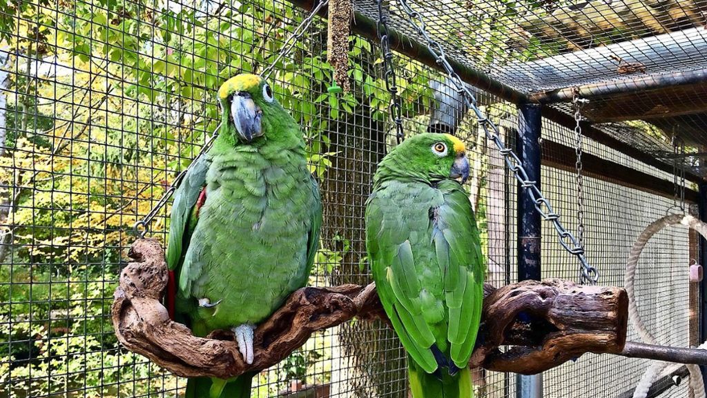 Vogeldiebstahl in Esslingen: Ein gestohlener Papagei ist wieder da