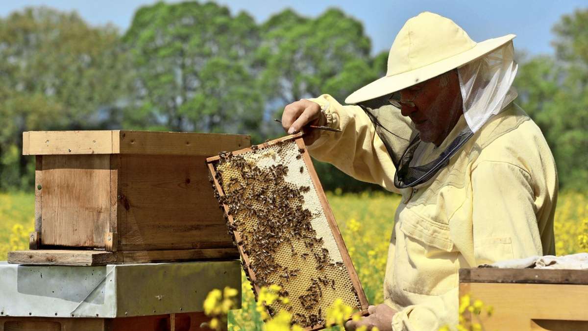 Bienen in Baden-Württemberg: Viele Bienenvölker haben den Winter nicht überlebt