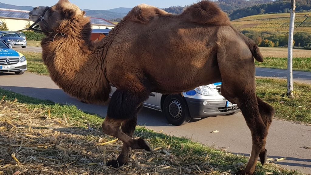 Verwirrung in Freiburg: Kamel am Straßenrand irritiert Autofahrer