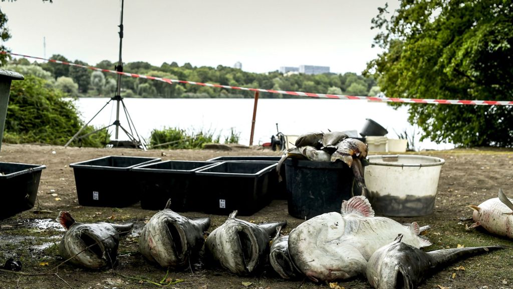 Max-Eyth-See: OB Kuhn weist Kritik nach massivem Fischsterben zurück