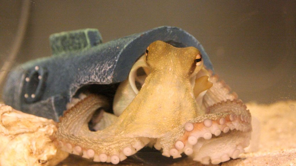 Tiere auf Drogen: Ecstasy macht Kraken zu Kuscheltigern