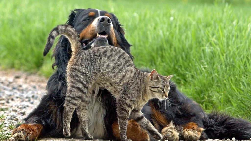 Ditzinger Tierschutzverein: 50 Jahre  im Einsatz für Hunde und Katzen
