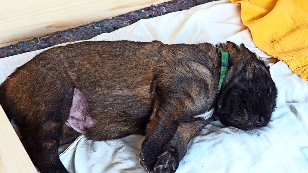Leonberger Hund: Hohe Hürden für den künftigen Hundehalter