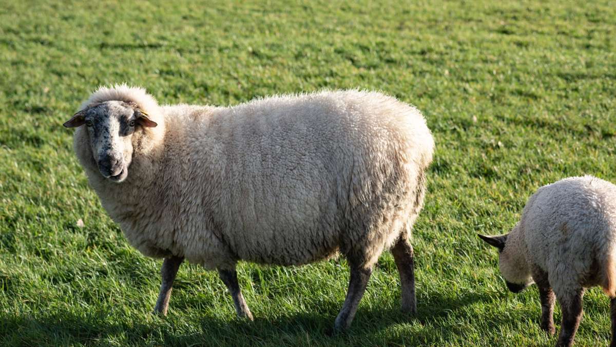 Sandhausen im Rhein-Neckar-Kreis: Unbekannte stehlen Schafe aus Gehege
