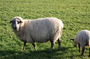 Unbekannte stehlen Schafe aus Gehege