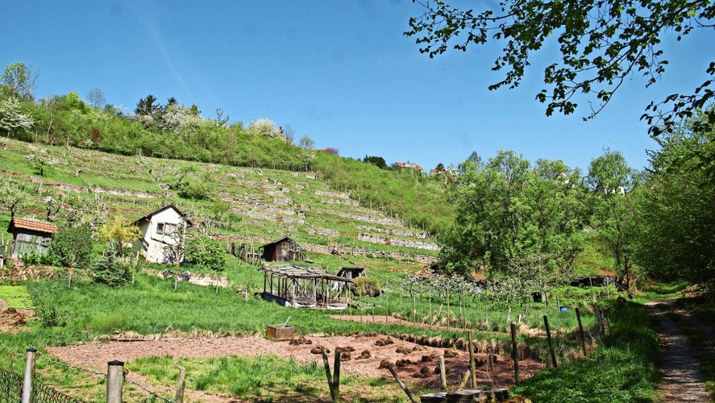 Weinbau in Stuttgart-Hedelfingen: Steillagen erschließen