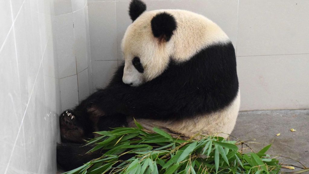Fünf Geburten: China und Frankreich im Panda-Fieber