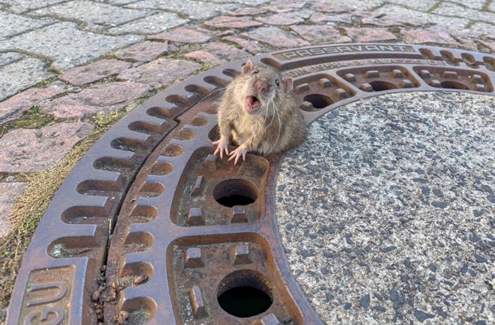Rattenplage nicht nur in Schorndorf