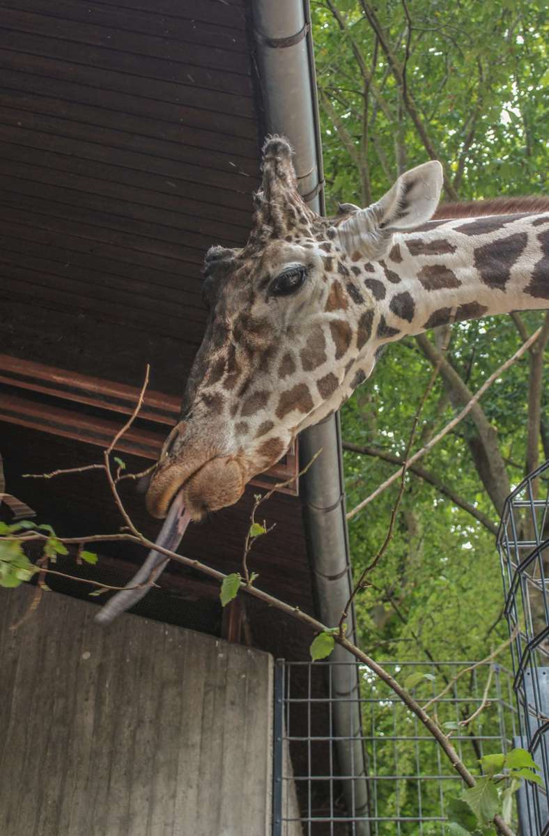 Giraffenbulle Hanck ist tot. Foto: Wilhelma Stuttgart/Harald Knitter