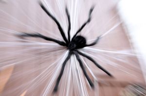 Frau ruft Polizei zur Spinnensuche in ihrer Wohnung
