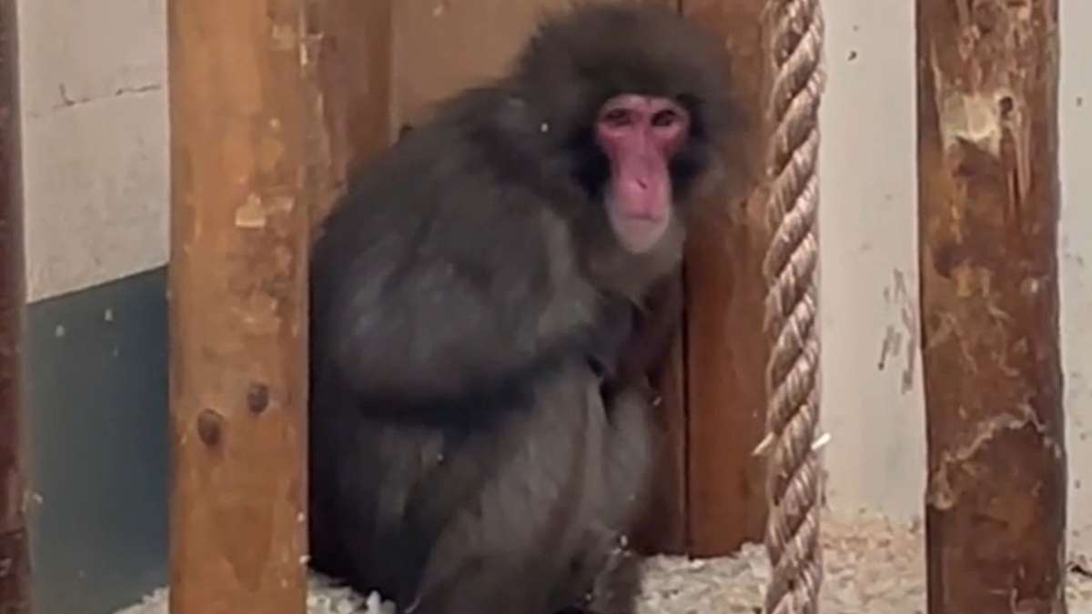 Schottland: Ausgebüxter Affe hat sich wieder gut eingelebt