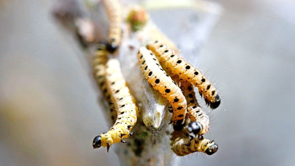 Insekten im Blick: Gespinstmotte – ein Leben am seidenen Faden