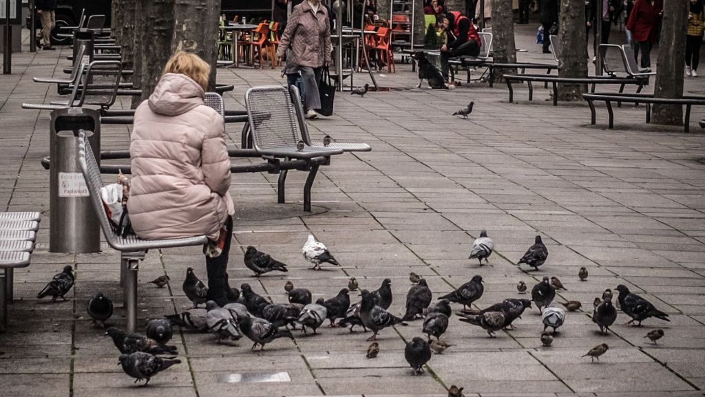Quiz: Stellen Sie sich den kniffligsten Tauben-Fragen
