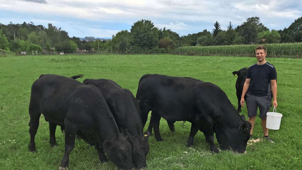 Rinderfarm in  Degerloch: Das Töten der Tiere gehört dazu