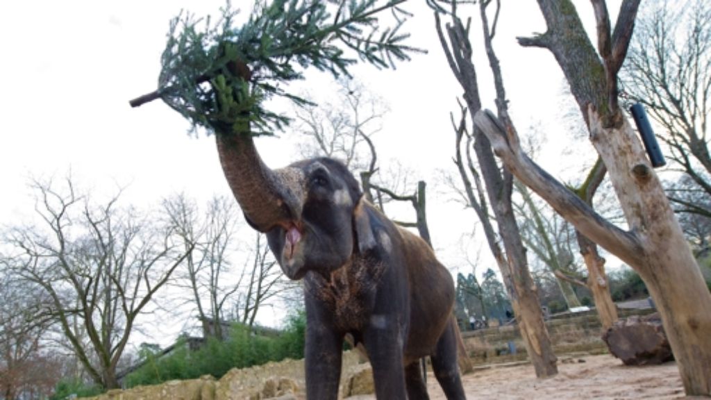 Für Elefant, Nashorn und Co.: Christbäume auf dem Speiseplan in der Wilhelma