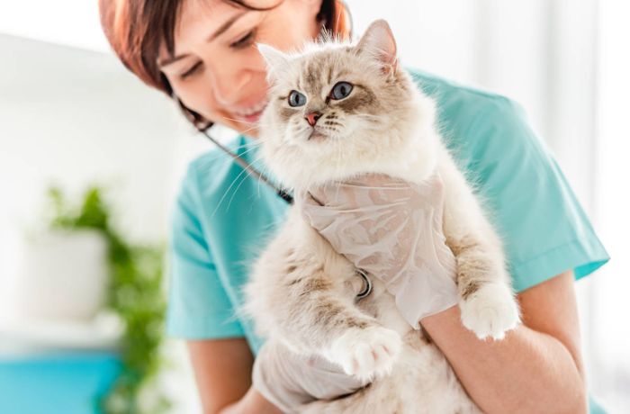 Tierarztkosten-Erhöhung 2022 - Katze (Tabelle)