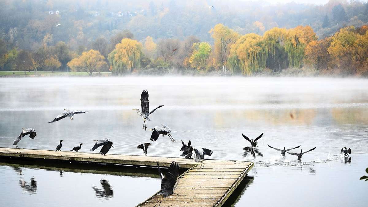 Max-Eyth-See in Stuttgart: Wichtiger Rastplatz für Wasservögel