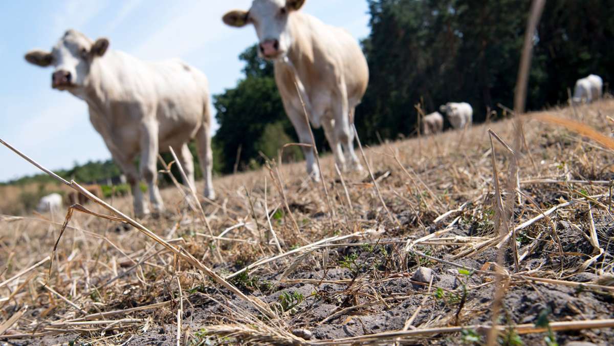 Subventionen und Klimaschutz: Landwirtschaft muss sich schneller neu ausrichten