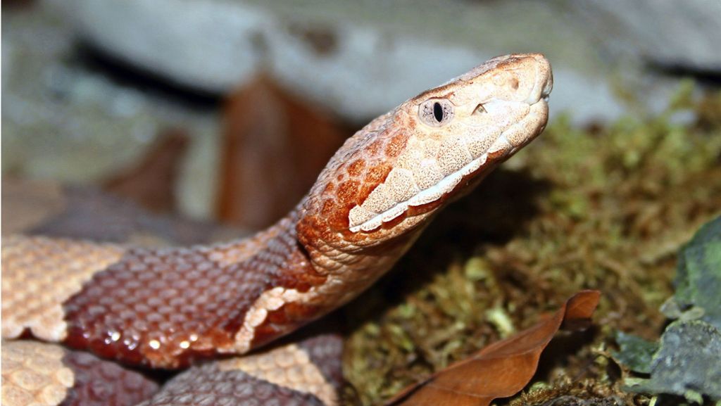Rätselhafter Schlangenbiss in Winnenden: Peta fordert Haltungsverbot