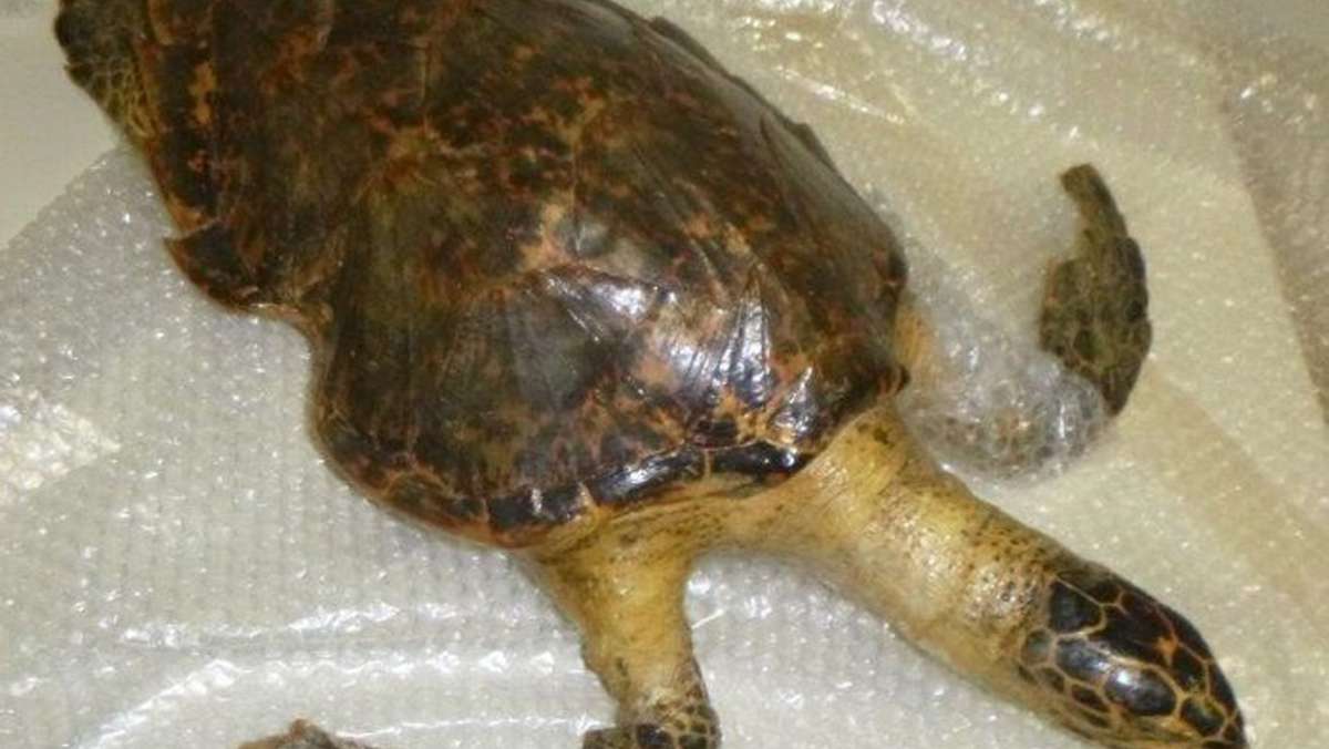  Ein 63 Jahre alte Autofahrer hat eine präparierte Meeresschildkröte bei der Einreise von der Schweiz nach Deutschland im Kofferraum seines Wagens gehabt. Die Zöllner stellten das geschützte Tier sicher. 
