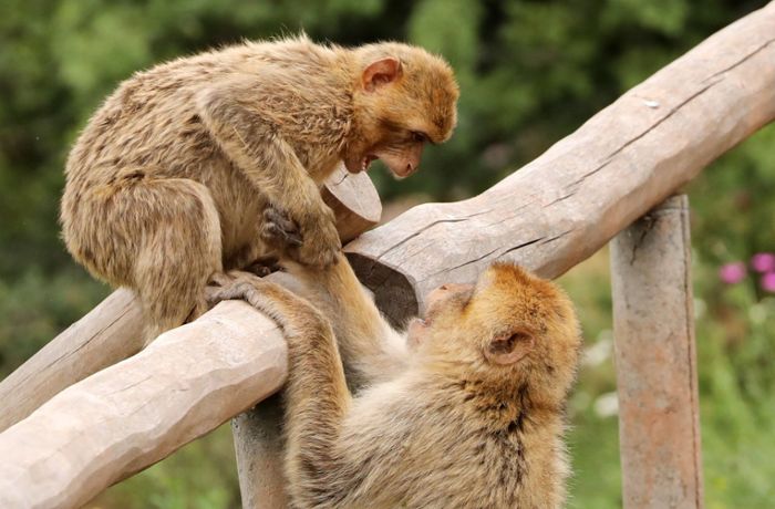 Zehn Affen brechen aus Tierpark aus