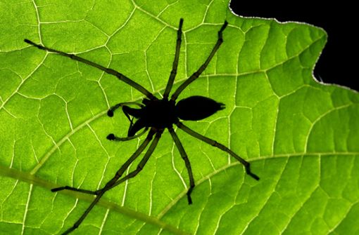 Giftige Spinne breitet sich in Deutschland aus