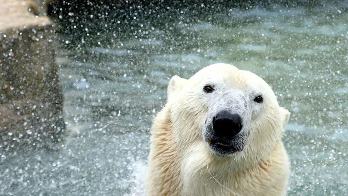 Zoo Karlsruhe: Eisbär Lloyd nach Budapest umgezogen
