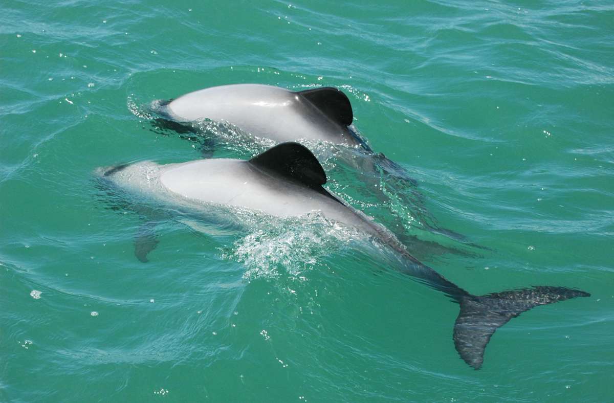 Delfine: hohe Ansteckungsgefahr mit Covid-19.