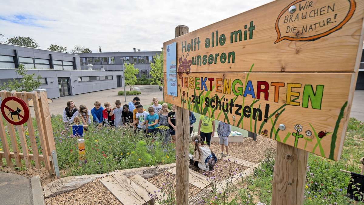 Gemeinschaftsschule Ditzingen: Das Problem einer gefragten Schule