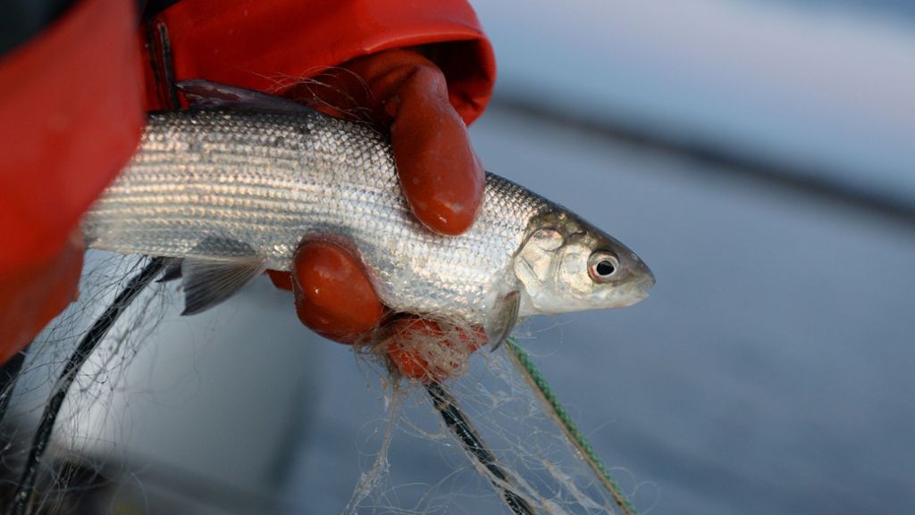 Kunststoffbelastung im Bodensee: Jeder fünfte Fisch hat Plastik im Bauch
