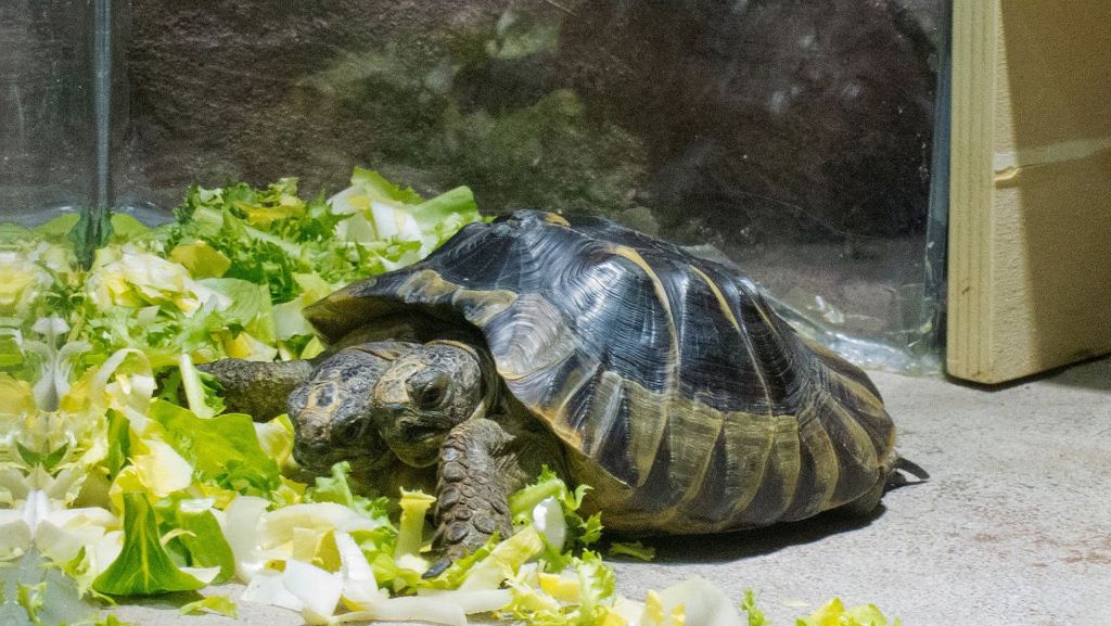  Janus ist keine ganz normale Schildkröte: Das Tier hat zwei Köpfe. In freier Wildbahn wäre die Schildkröte aufgrund ihrer Anomalie vermutlich niemals 20 Jahre alt geworden. 