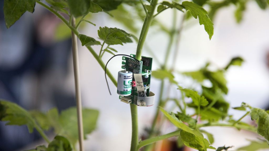 Innovation in Kirchheim: Ein Sensor fühlt der Tomate den Puls