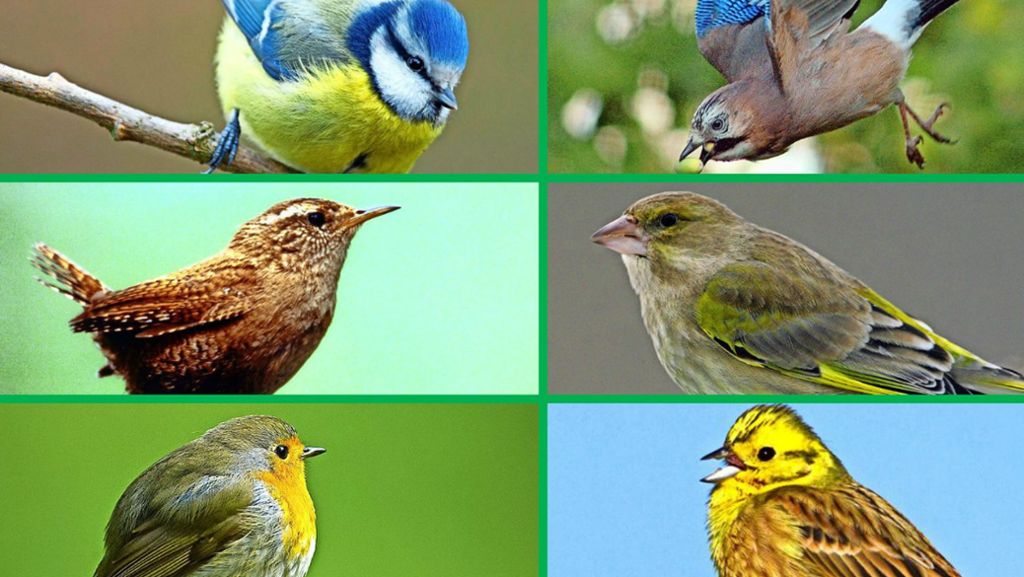 Am 20. März ist Frühlingsanfang: Frühlingserwachen und Vogelgezwitscher