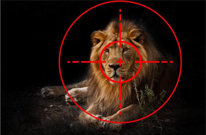 Löwen werden Köpfe und Pfoten abgehackt