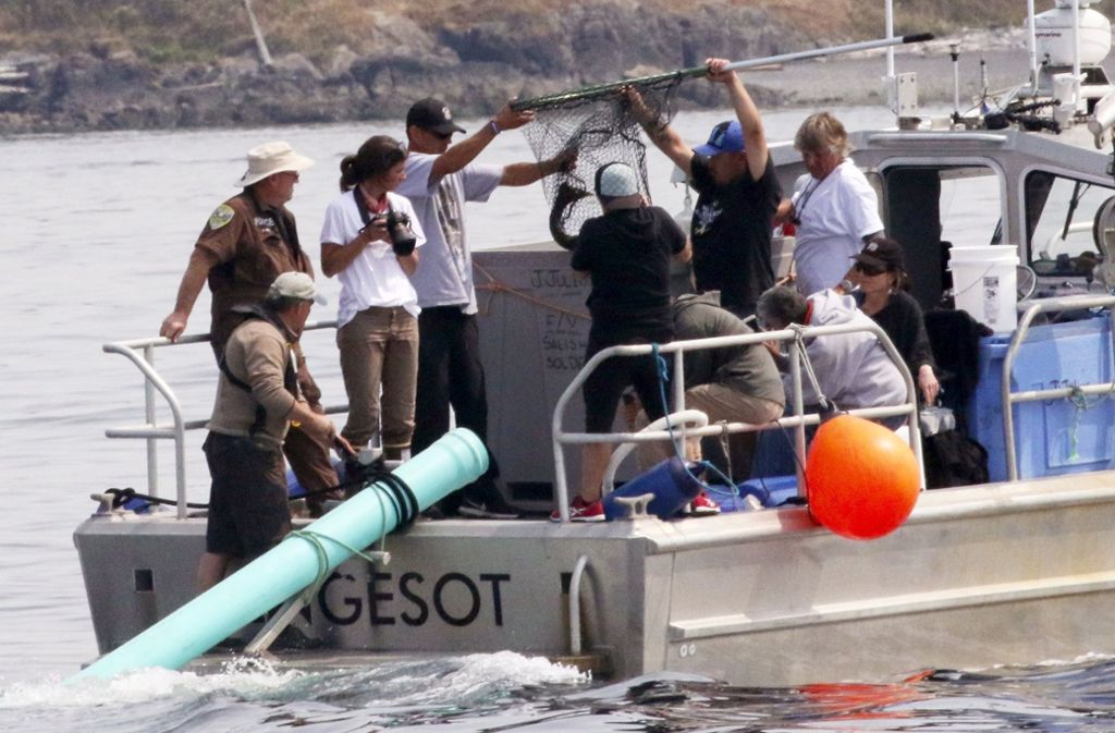 Forscher an Bord eines Polizeiboots machen einen Testlauf: Sie versuchen Lachse an hungernde Orcas im Puget-Sound zu verfüttern.