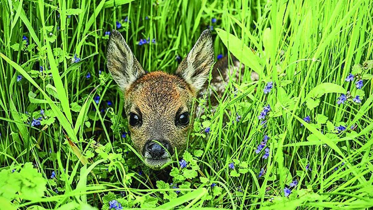 Jäger retten Rehkitze: Ein Herz für Bambi und Klopfer