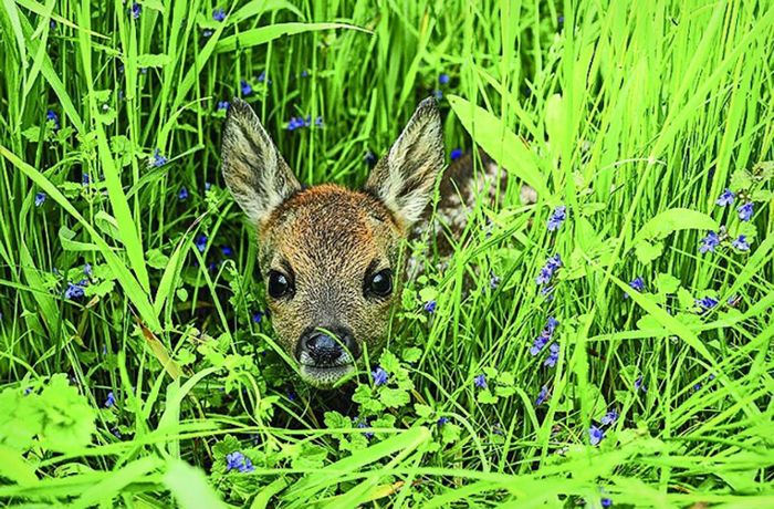 Jäger retten Rehkitze: Ein Herz für Bambi und Klopfer