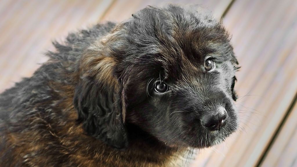 Leonberger Hundewelpe Adele: Gespräch erst im Januar