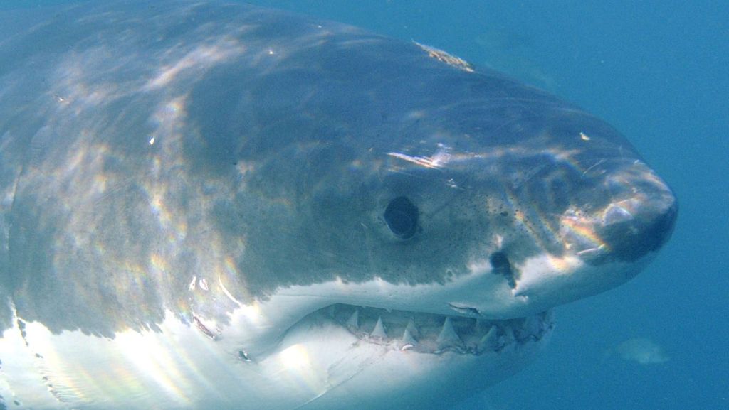 Tunesien: Weißer Hai im Mittelmeer gefangen
