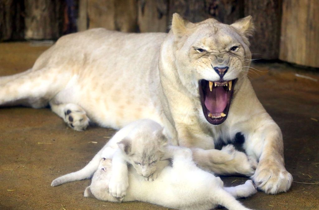 Die seltenen weißen Löwenjungen des Magdeburger Zoos sechs Wochen nach  ihrer Geburt - Stuttgarter Zeitung