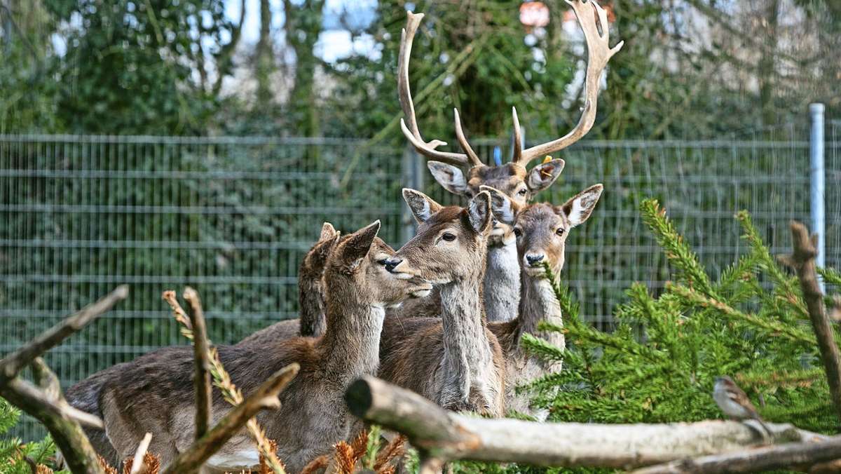 Tierpark Nymphaea in Esslingen: Publikumslieblinge müssen gehen