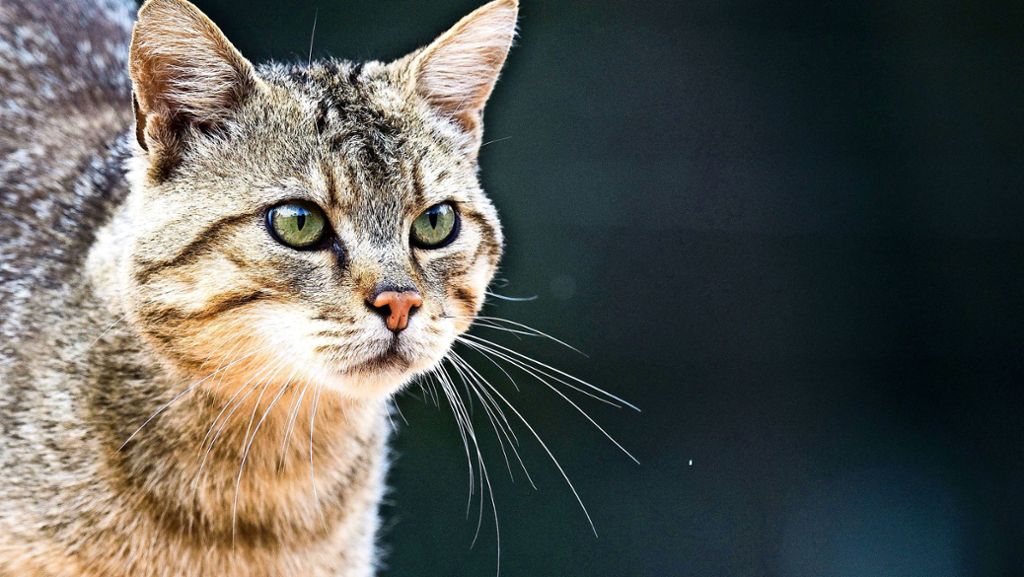 Risiko für Infektion: Lungenwürmer –  unterschätzte Gefahr  für Katzen?
