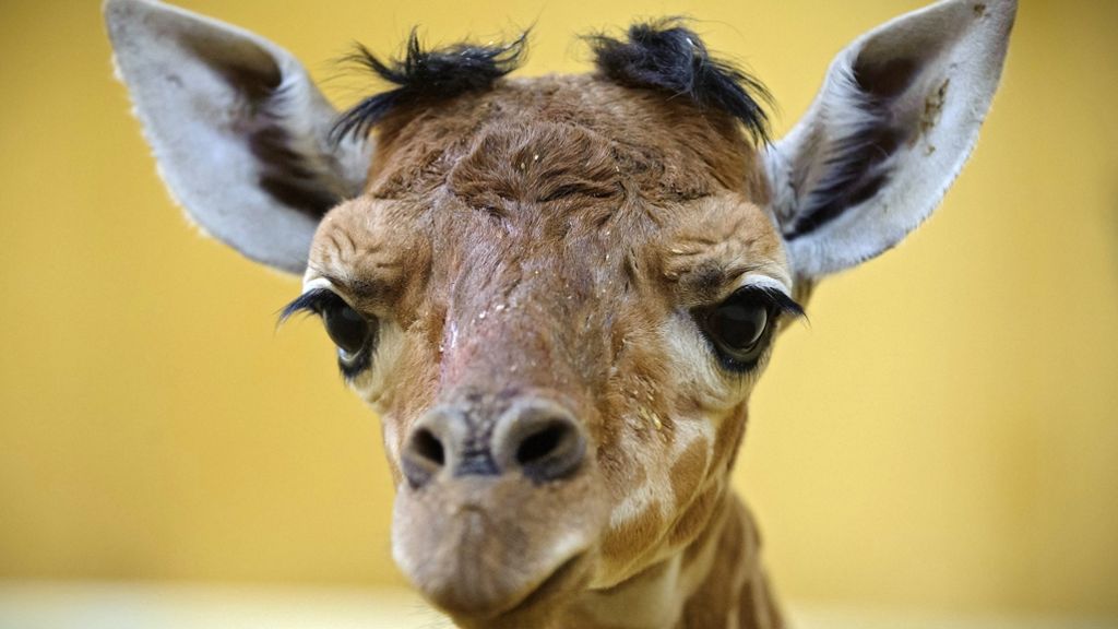 Neue Giraffenbabys: Gleich zwei Geburten entzücken Tierfreunde