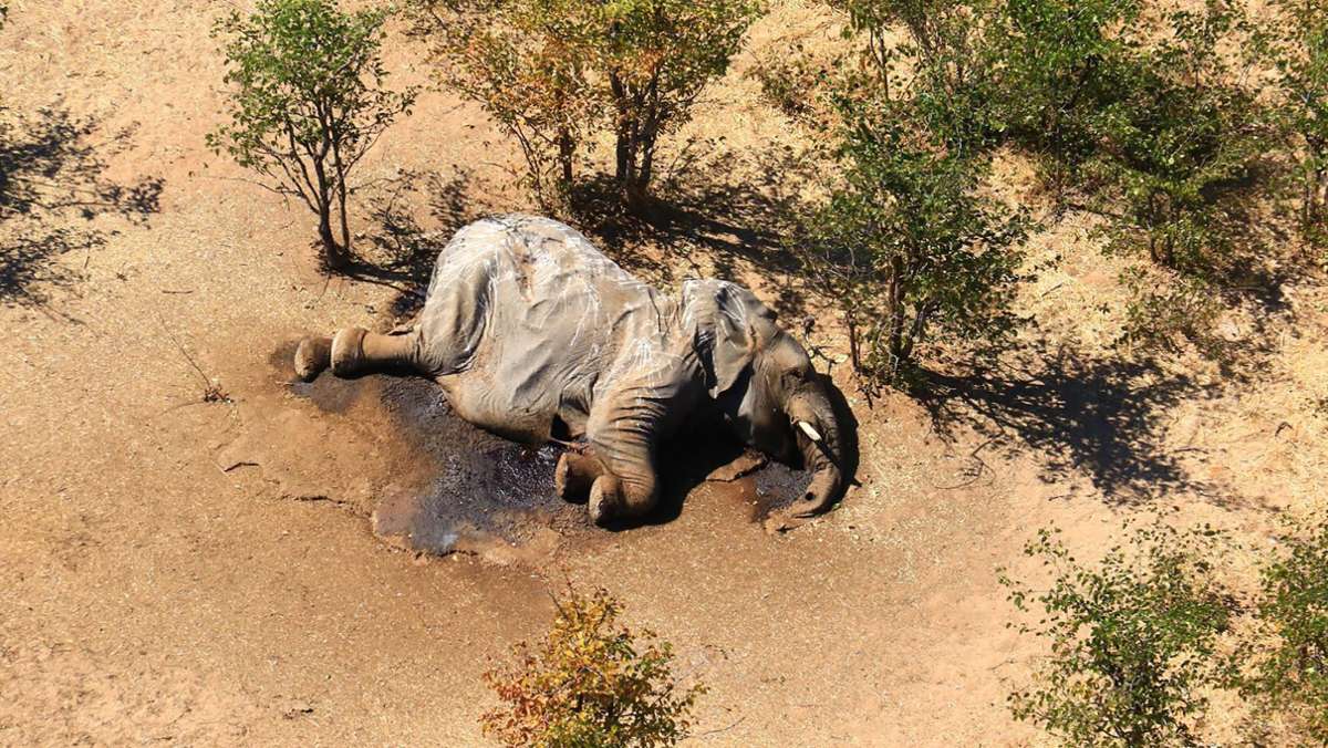 Elefanten in Afrika: Cyanobakterien Grund für Elefanten-Sterben in Botsuana