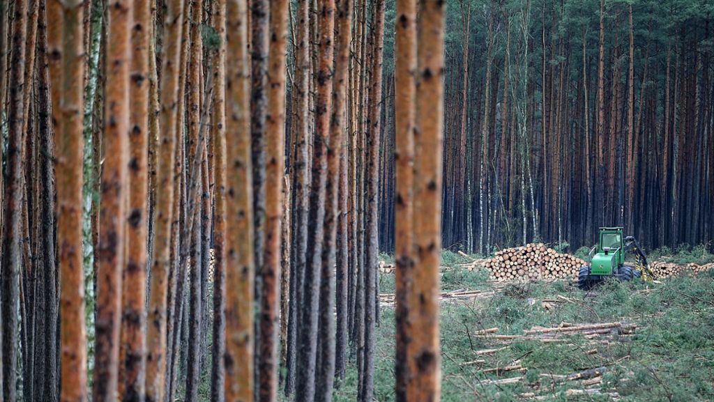 Tesla-Fabrik in Brandenburg: Peter Altmaier begrüßt Rodung –  Umweltschützer auf Bäumen