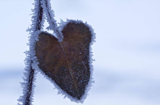 Liebe und Frost