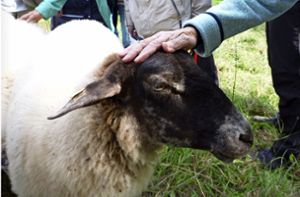 Wie Schaf und Huhn  psychisch kranken Menschen helfen