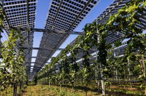 Erste Solaranlage im Weinberg soll Reben vor   Starkregen und Co. schützen