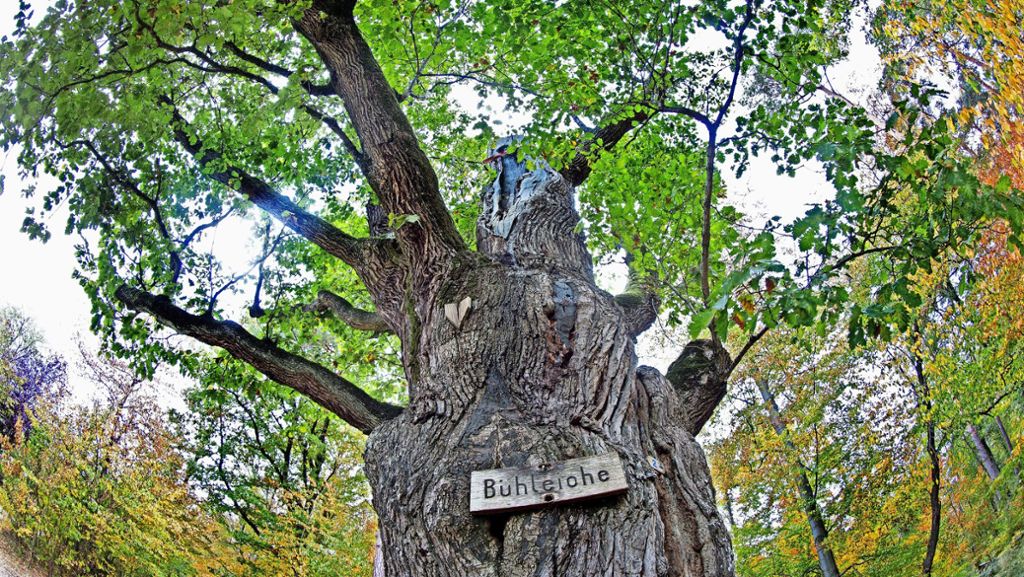Die letzen Jahre der Plochinger Bühleiche: Ein  Baumveteran stirbt